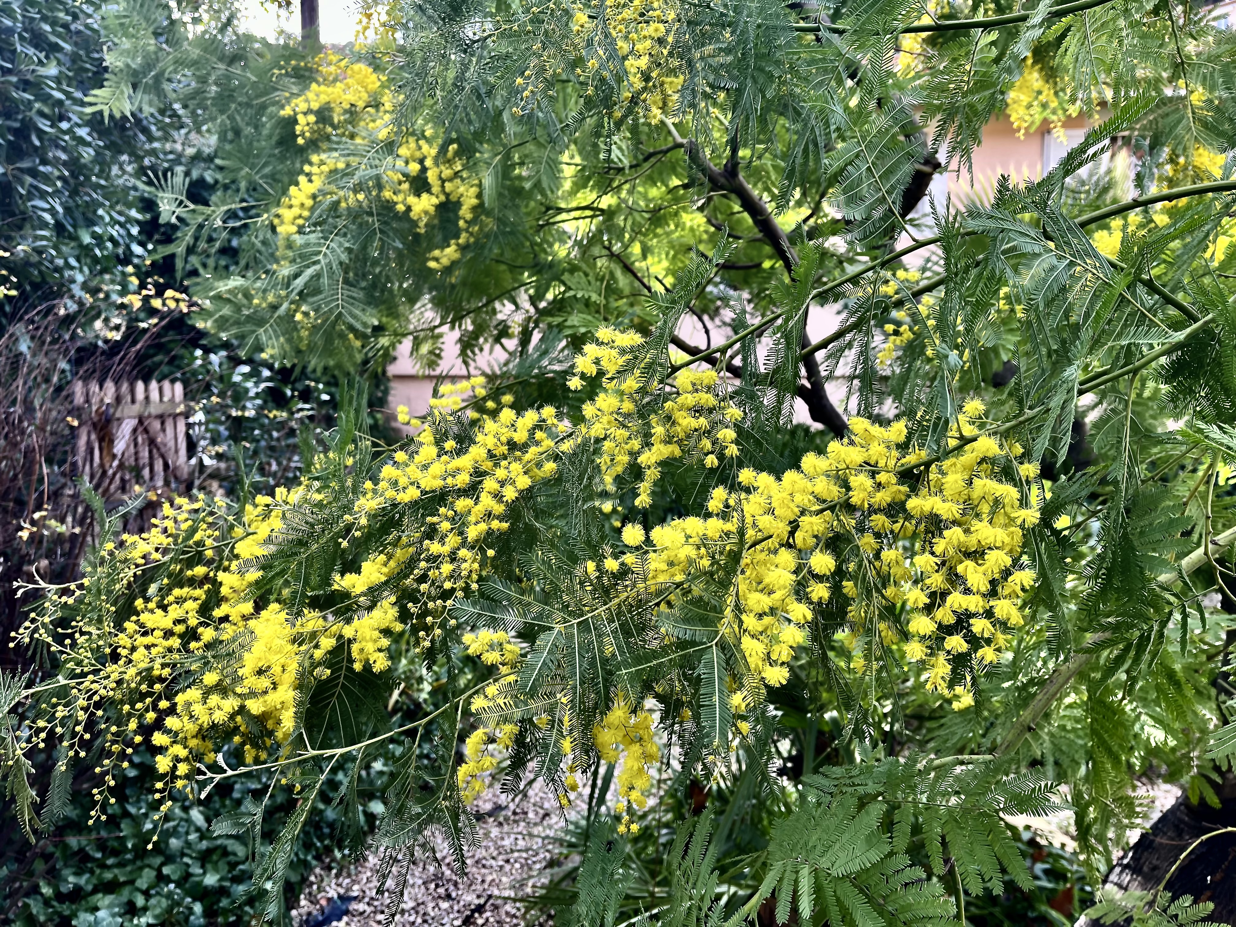 Mimosa blooms in Paris