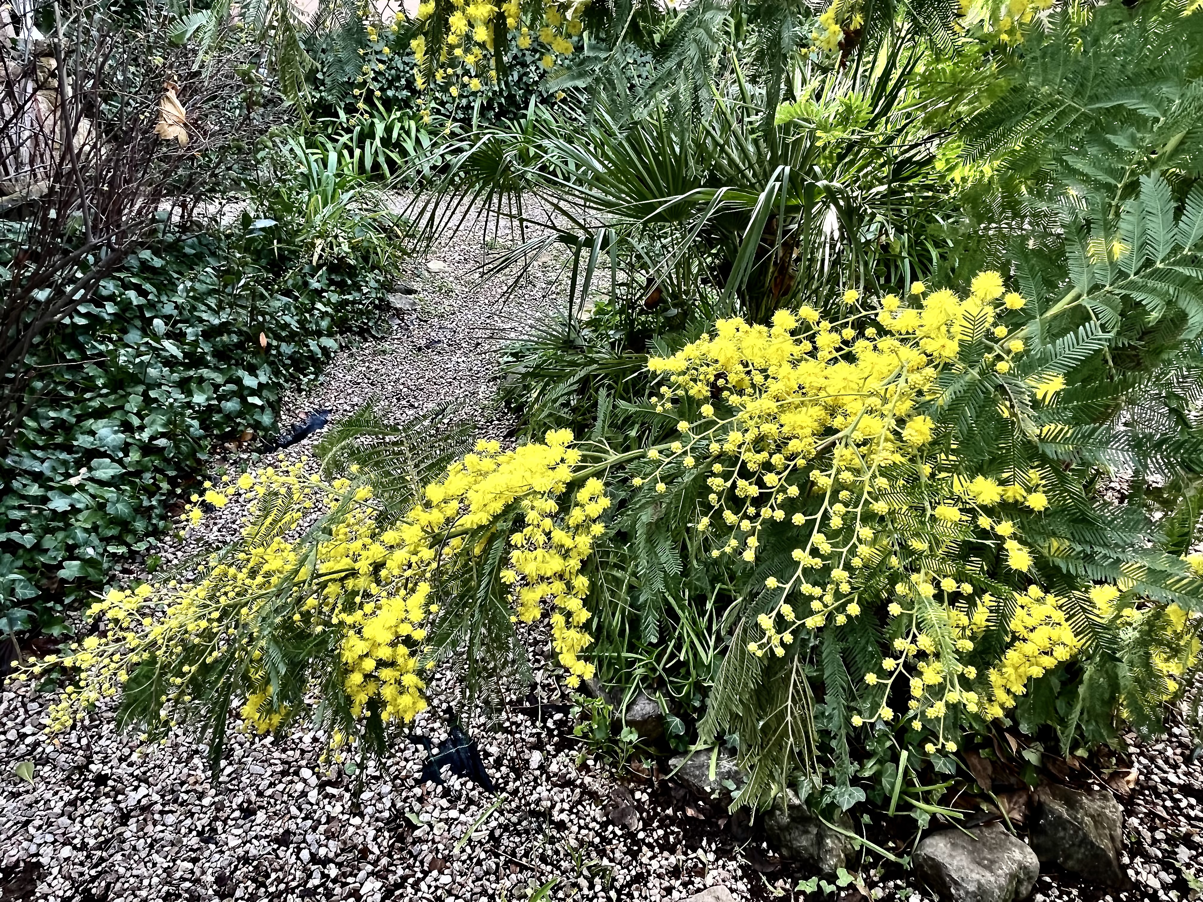 Mimosa