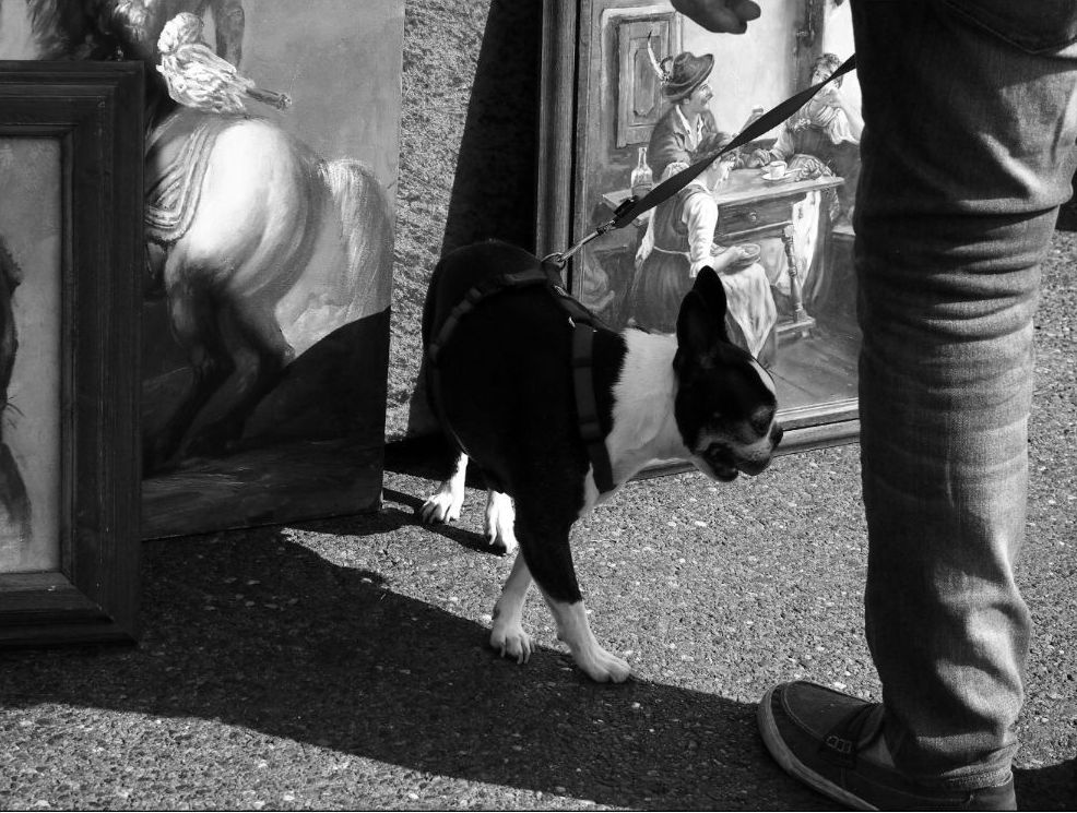 Original Dog at Flea photograph, Vienna.
