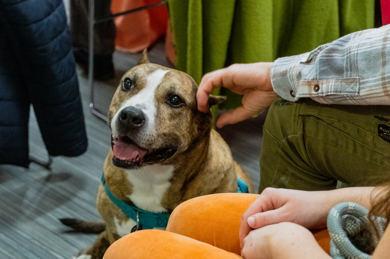 Taffy, Anti-Cruelty's beloved alumna, at the 127th anniversary celebration