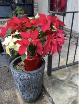 Holiday poinsettias at Kanuga