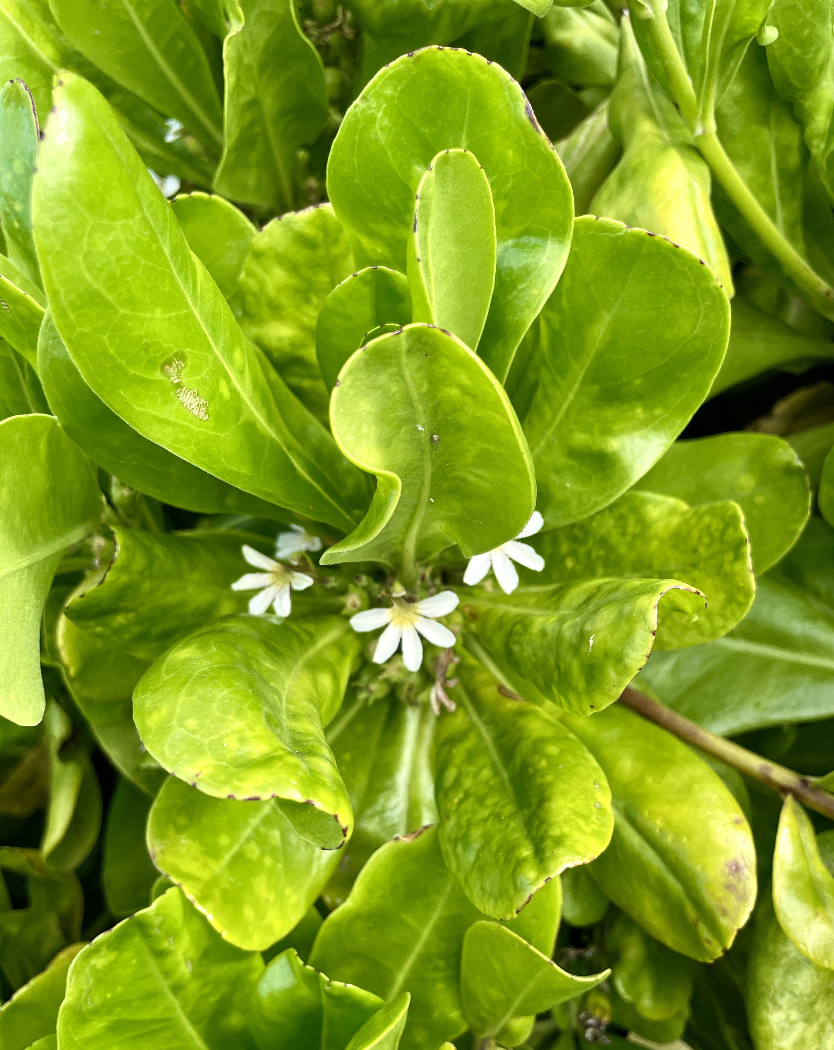 Beyond Green