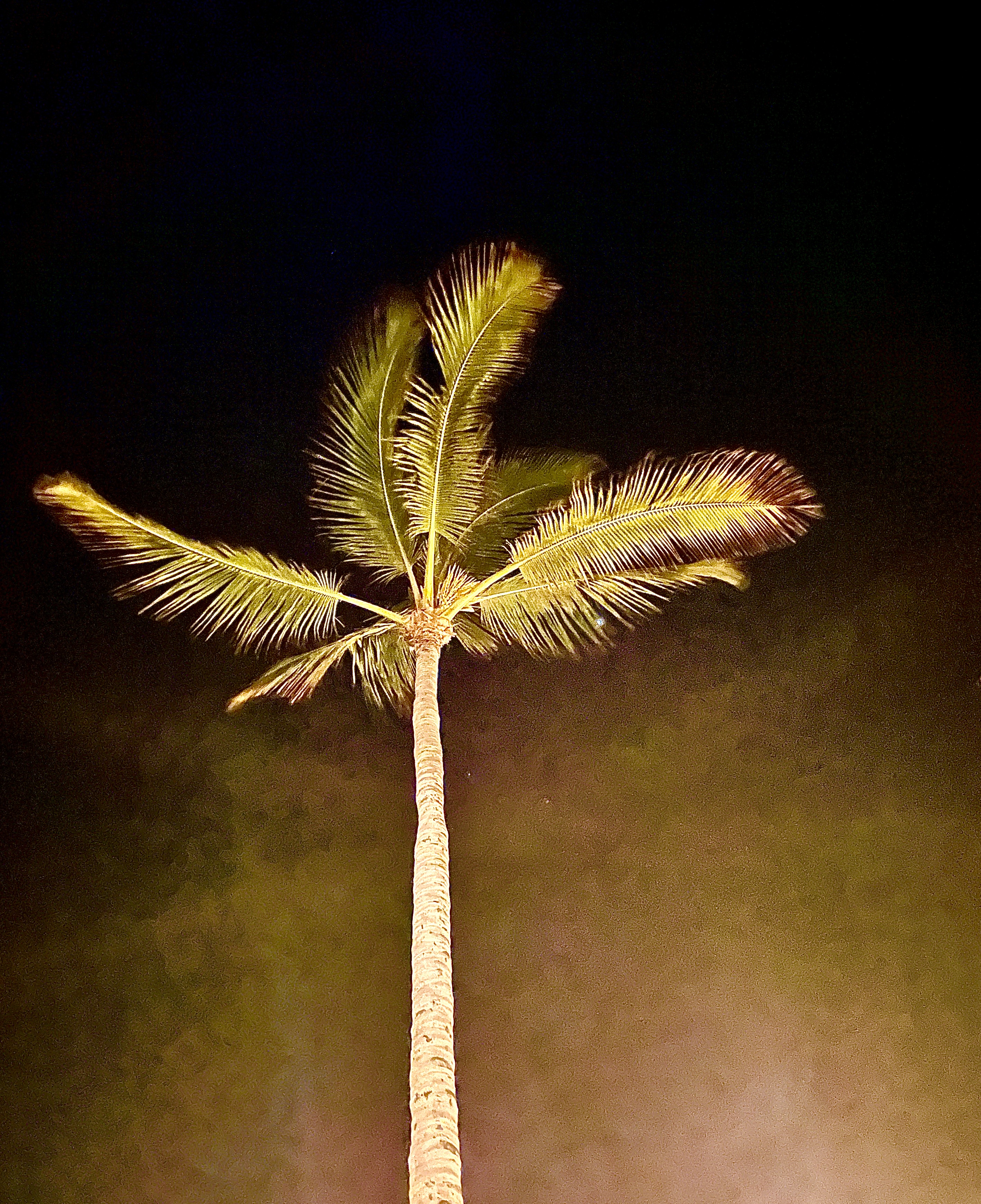 Night Palm
