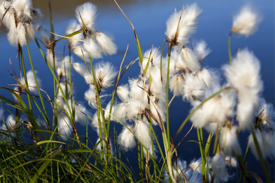 Flax and Linen