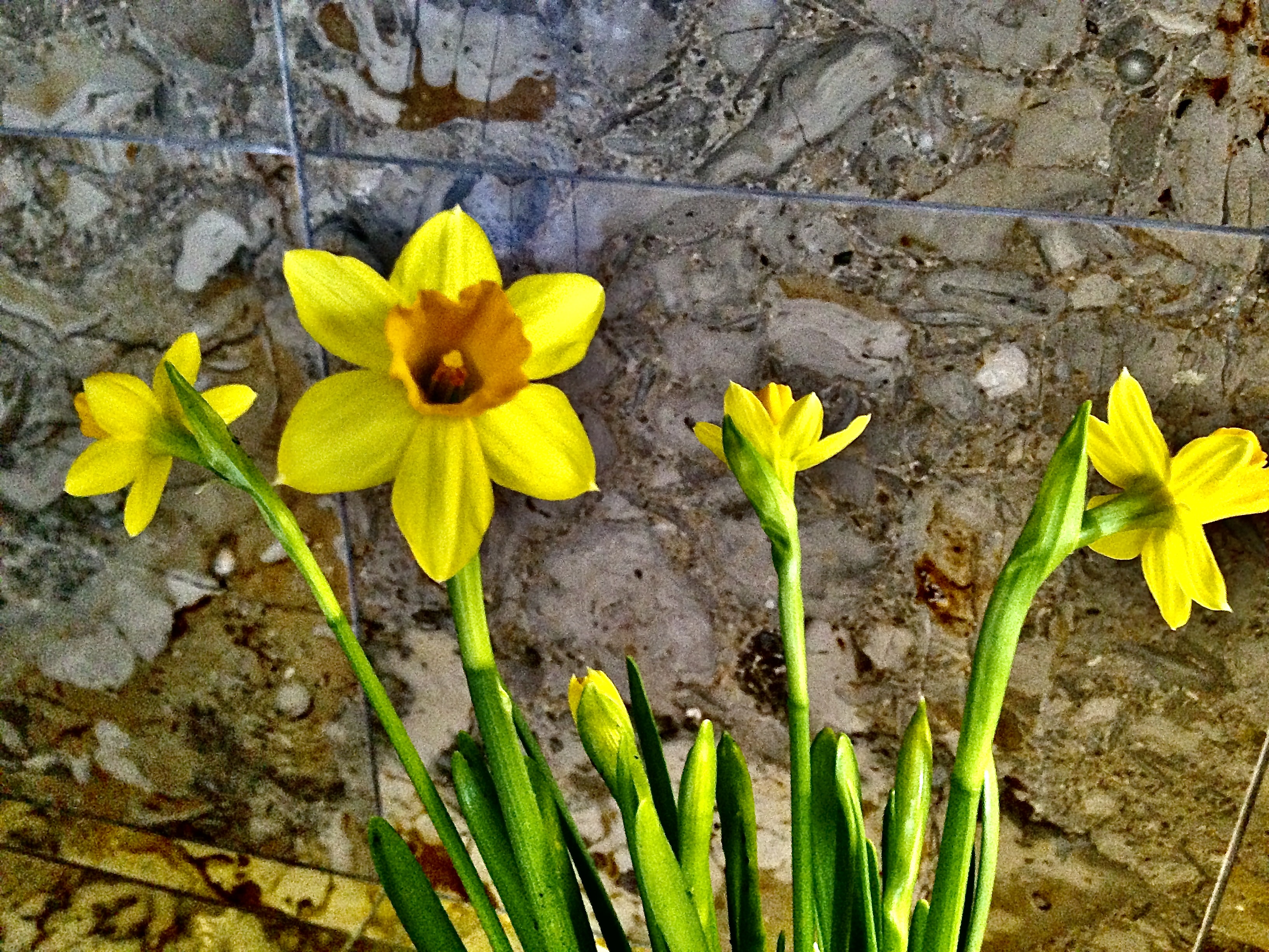 Daffodils in a vase