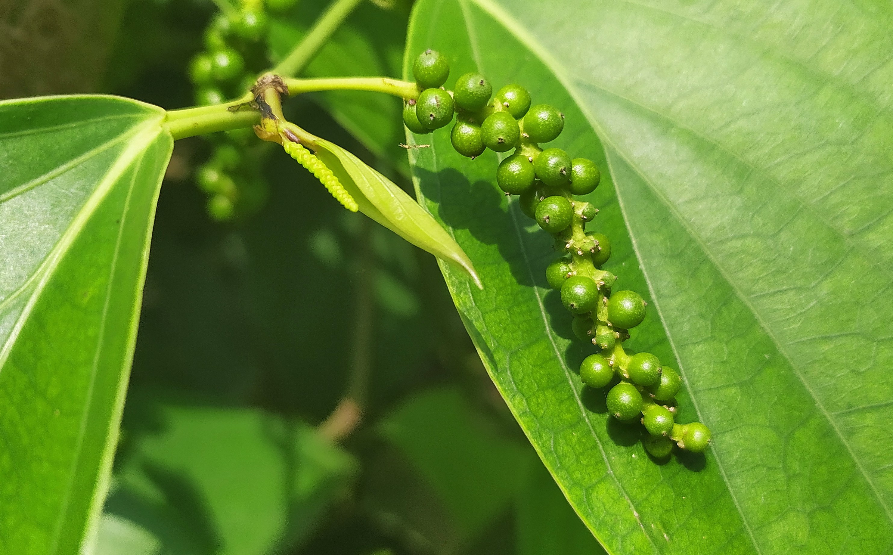 The Piper Nigrum (black peppercorn) on the flowering climbing vine